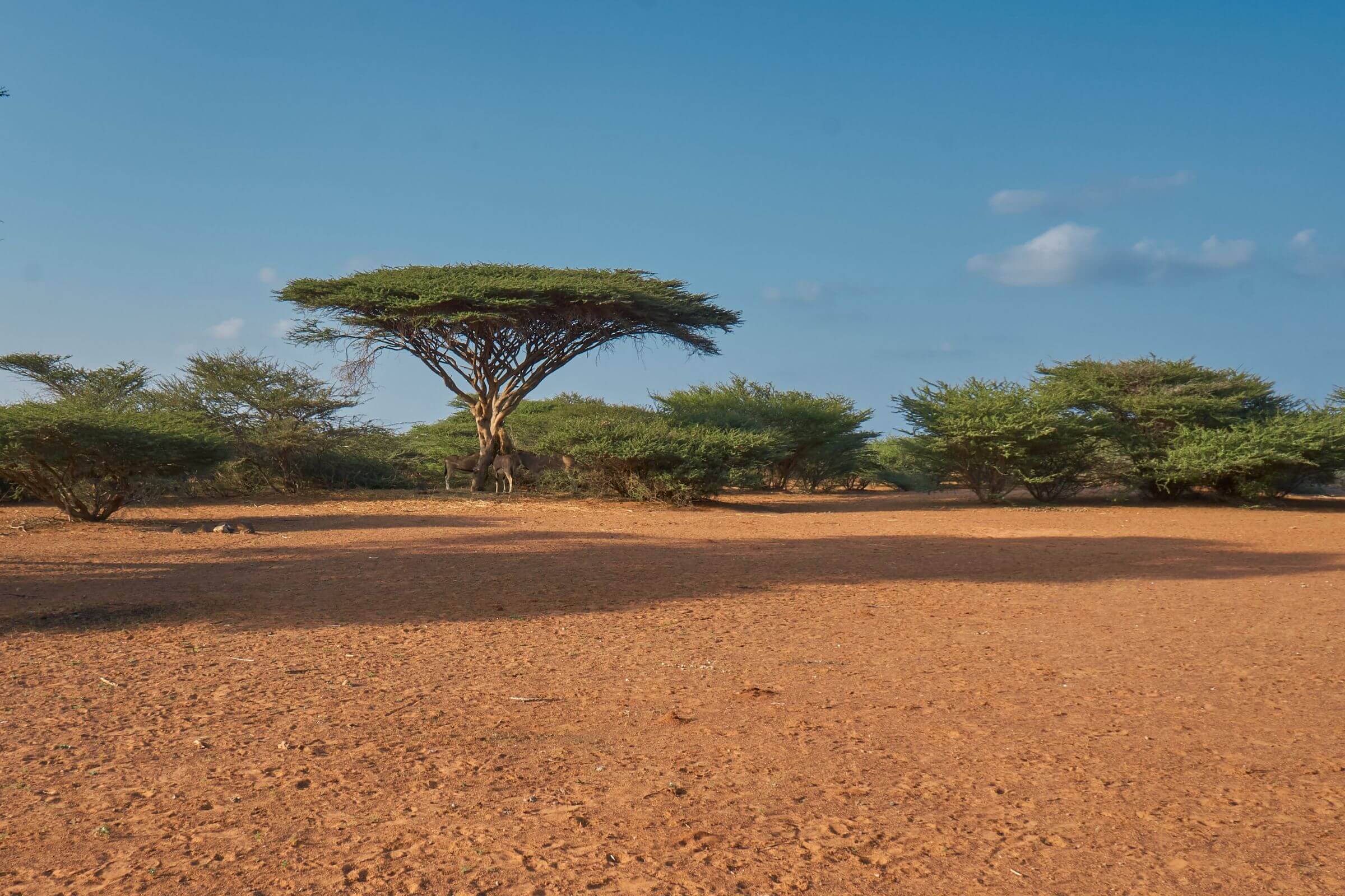 Djibouti - and although it isn't the least visited country in the world?