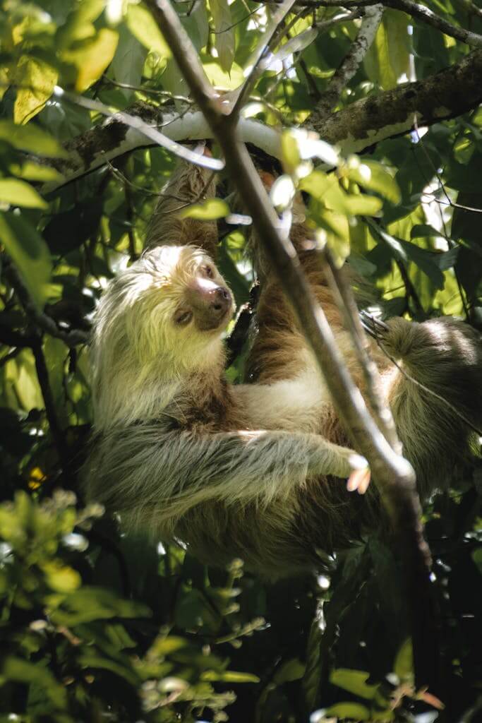 A sloth peacefully hangs in a verdant jungle, camouflaged in the dense foliage.
