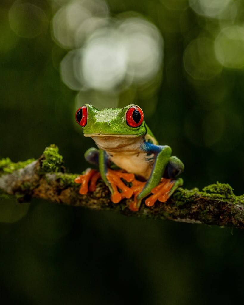 Close-up of a red-eyed tree frog perched on a branch in the lush Costa Rican rainforest.