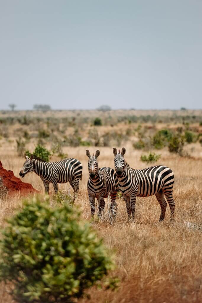 Three zebras grazing in the wild African savannah, showcasing their iconic stripes.