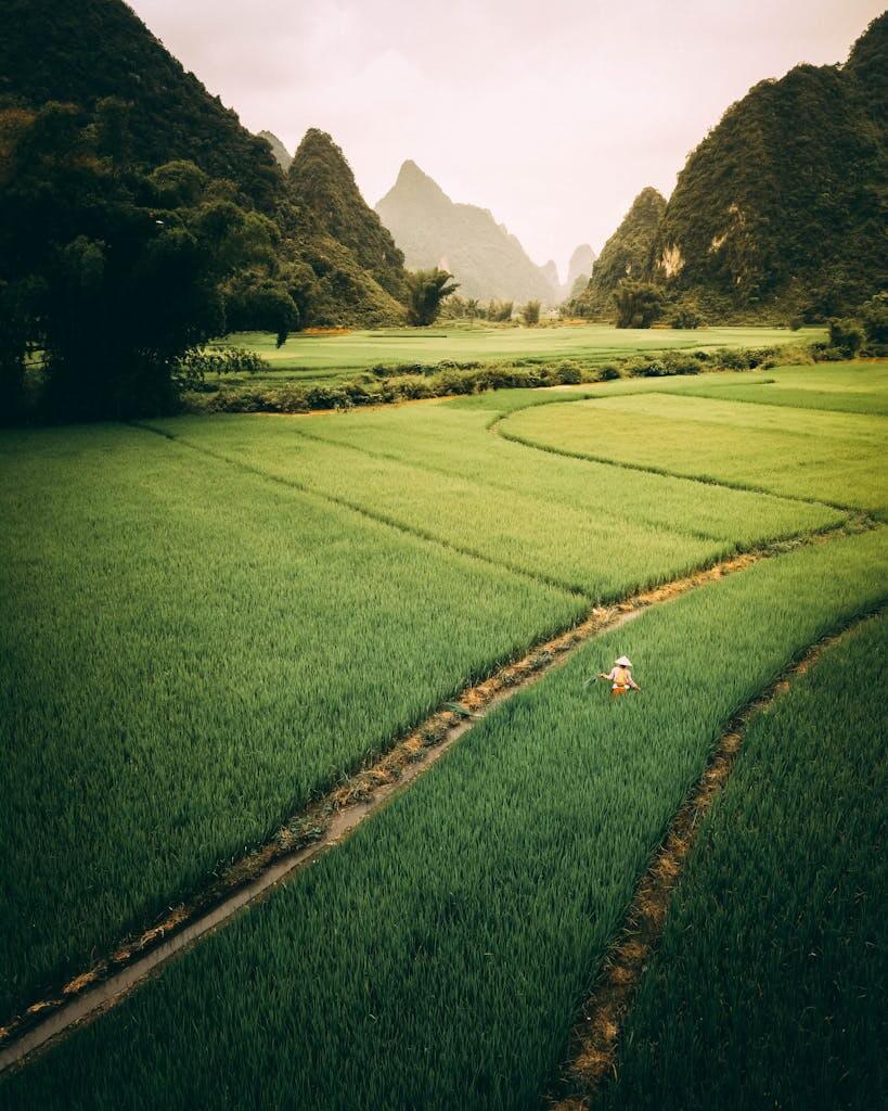 Captivating aerial shot of vibrant green rice fields and mountainous landscape in Vietnam.